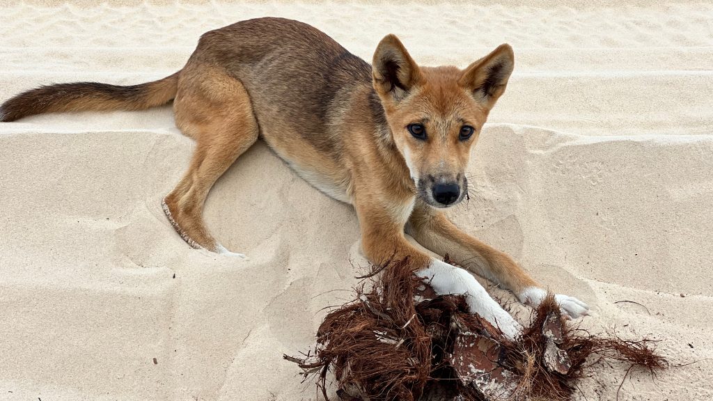 1_Dingos_Kgari_Adventures93