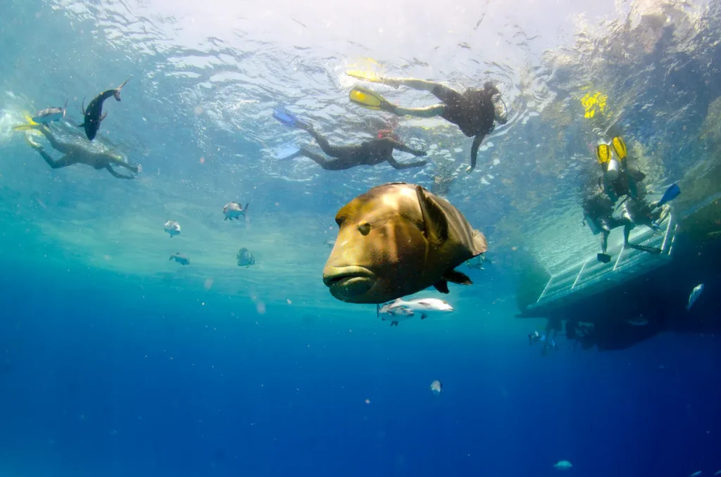 441712-snorkeling-group-swimming-near-a-maori-wrasse-web-version-1280px