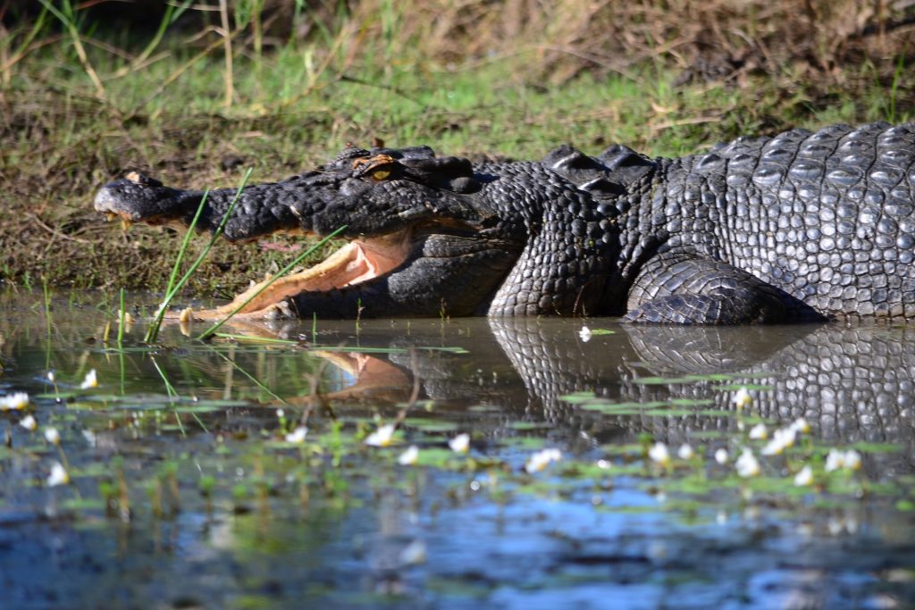Davidsons Arnhem Land - Yellow water cruise crocs