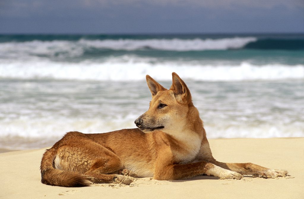 Dingo, K