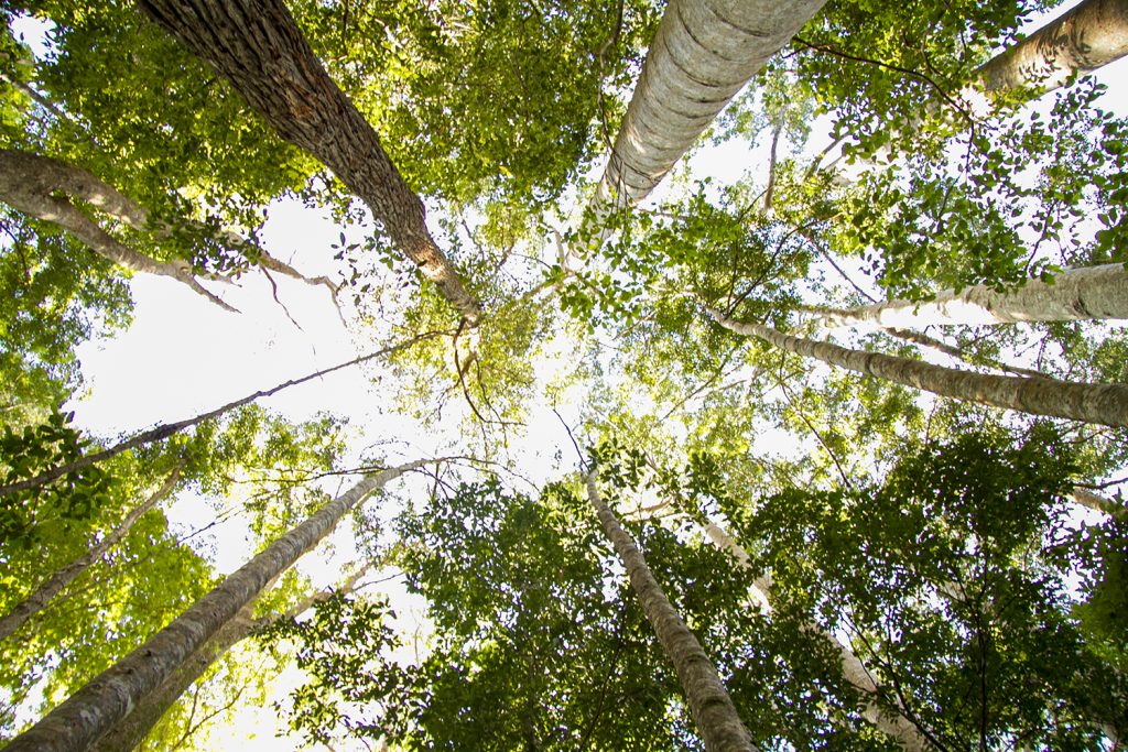 Discovery Kgari Adventures Fraser Island 33