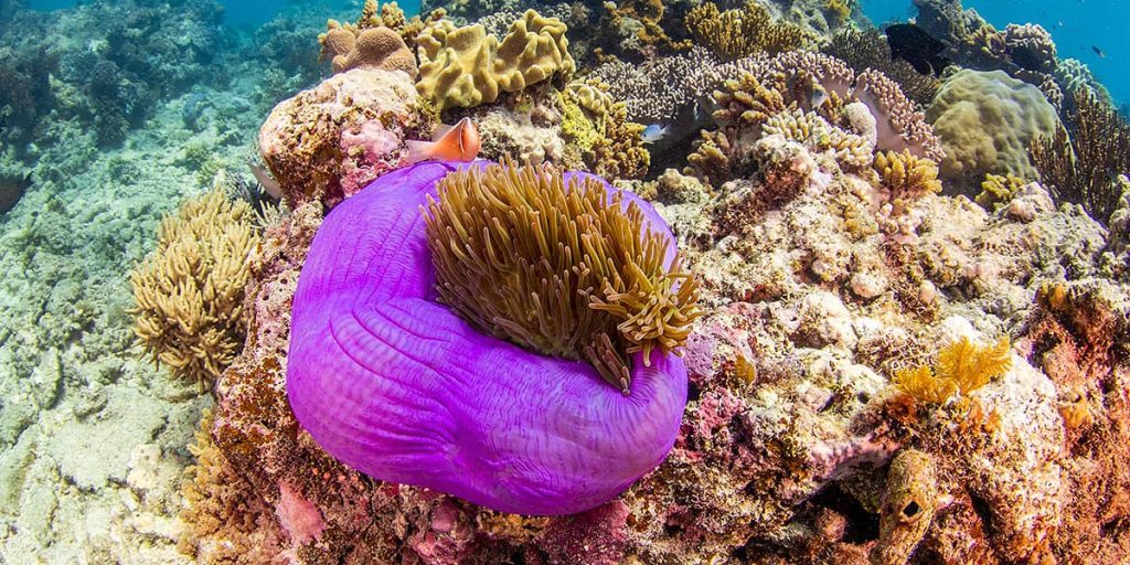 Package - Reef, Daintree, Cape Trib 2 day tour combo_9-4