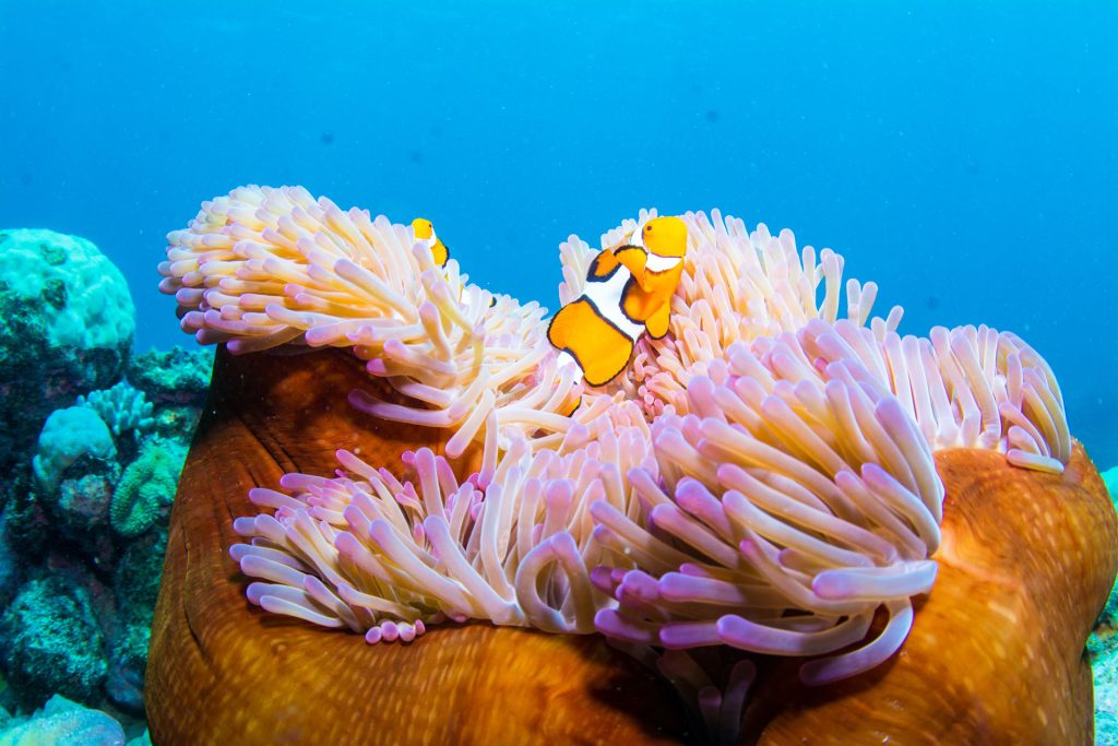 reefquest-great-barrier-reef-cert-dive-trip-nemo