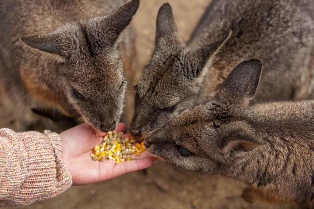 Wallabies,At,The,Moonlit,Sanctuary,Wildlife,Park