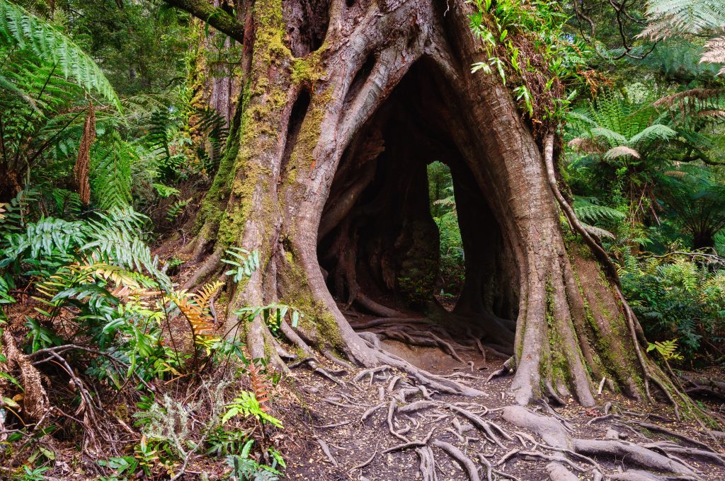 A,Hollow,Trunk,Along,The,Maits,Rest,Rainforest,Walk,In